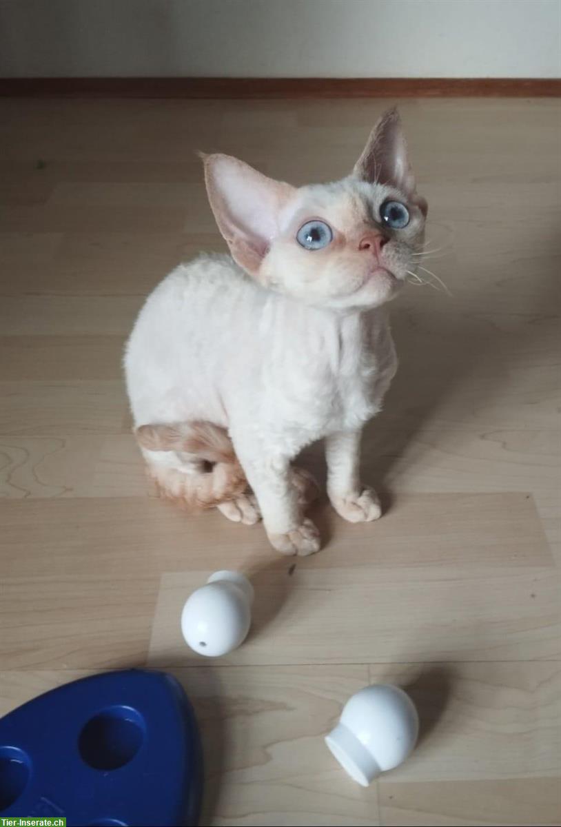 Bild 2: Devon Rex Kitten mit Stammbaum bald abzugeben