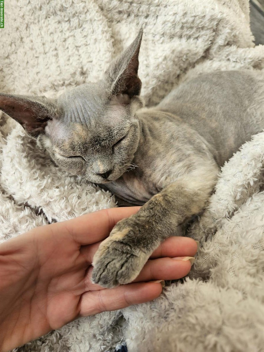 Bild 3: Devon Rex Kitten mit Stammbaum bald abzugeben