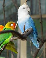 1 Rosenköpfchen Hahn und 1 Schwarzköpfchen Hahn