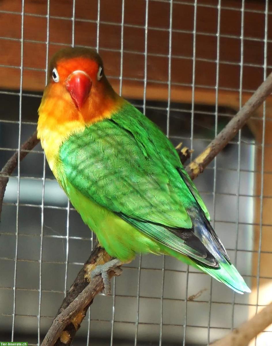 Bild 4: 1 Rosenköpfchen Hahn und 1 Schwarzköpfchen Hahn