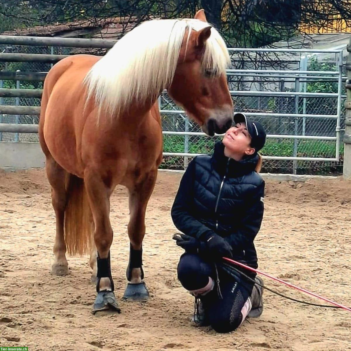 Haflinger Stute als tolle Freizeitpartnerin