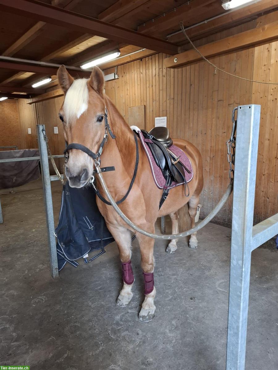 Bild 2: Haflinger Stute als tolle Freizeitpartnerin