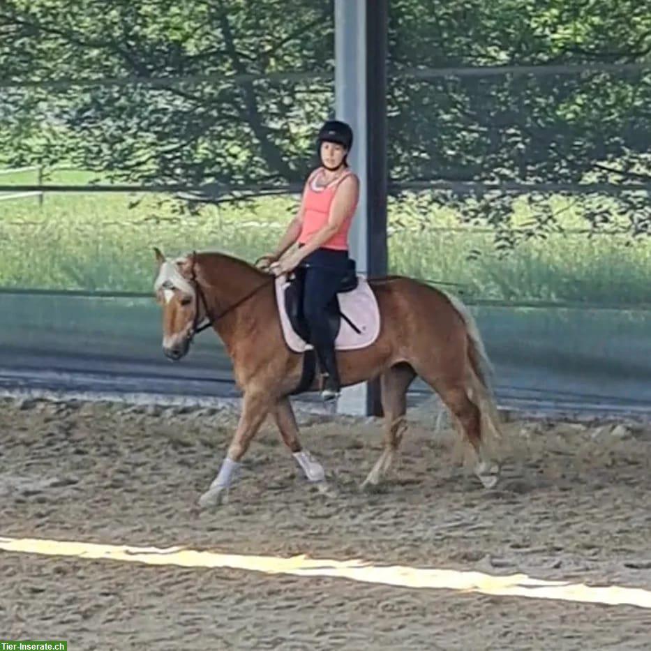 Bild 3: Haflinger Stute als tolle Freizeitpartnerin