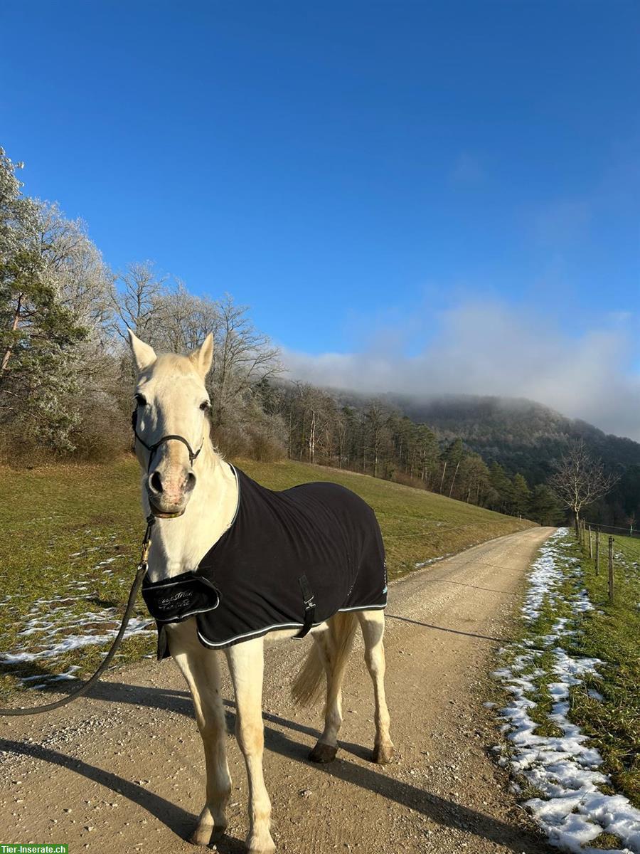 Spazierbeteiligung für älteres Pferd im Aargau