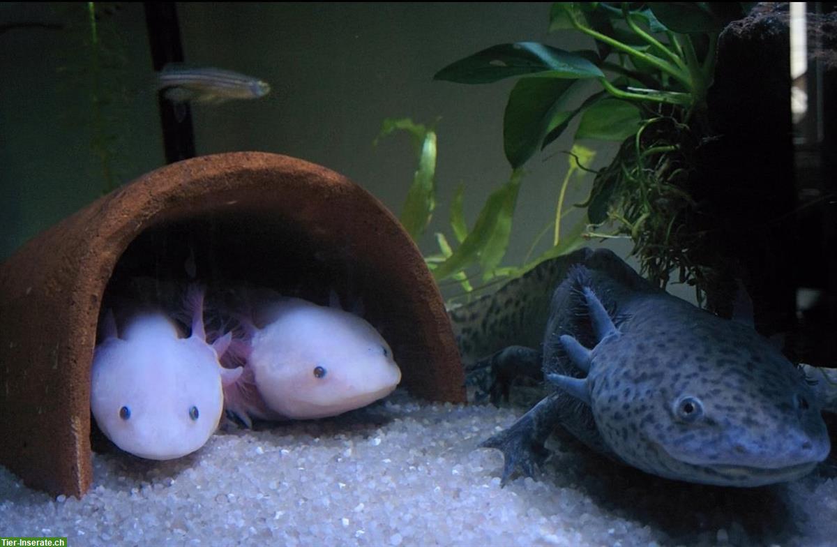 3 Axolotl suchen ein neues Zuhause