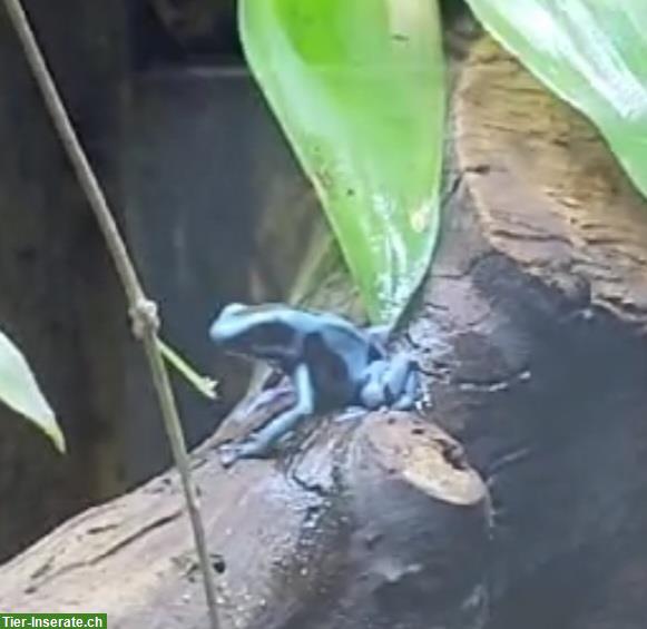 Bild 2: Dendrobates auratus El Copé zu verkaufen