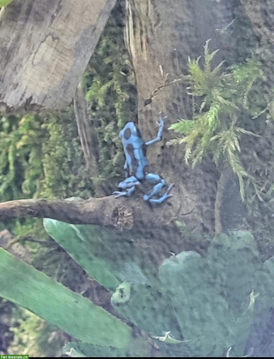 Bild 3: Dendrobates auratus El Copé zu verkaufen