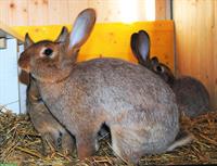 St.Hubertus Silberkaninchen zu verkaufen