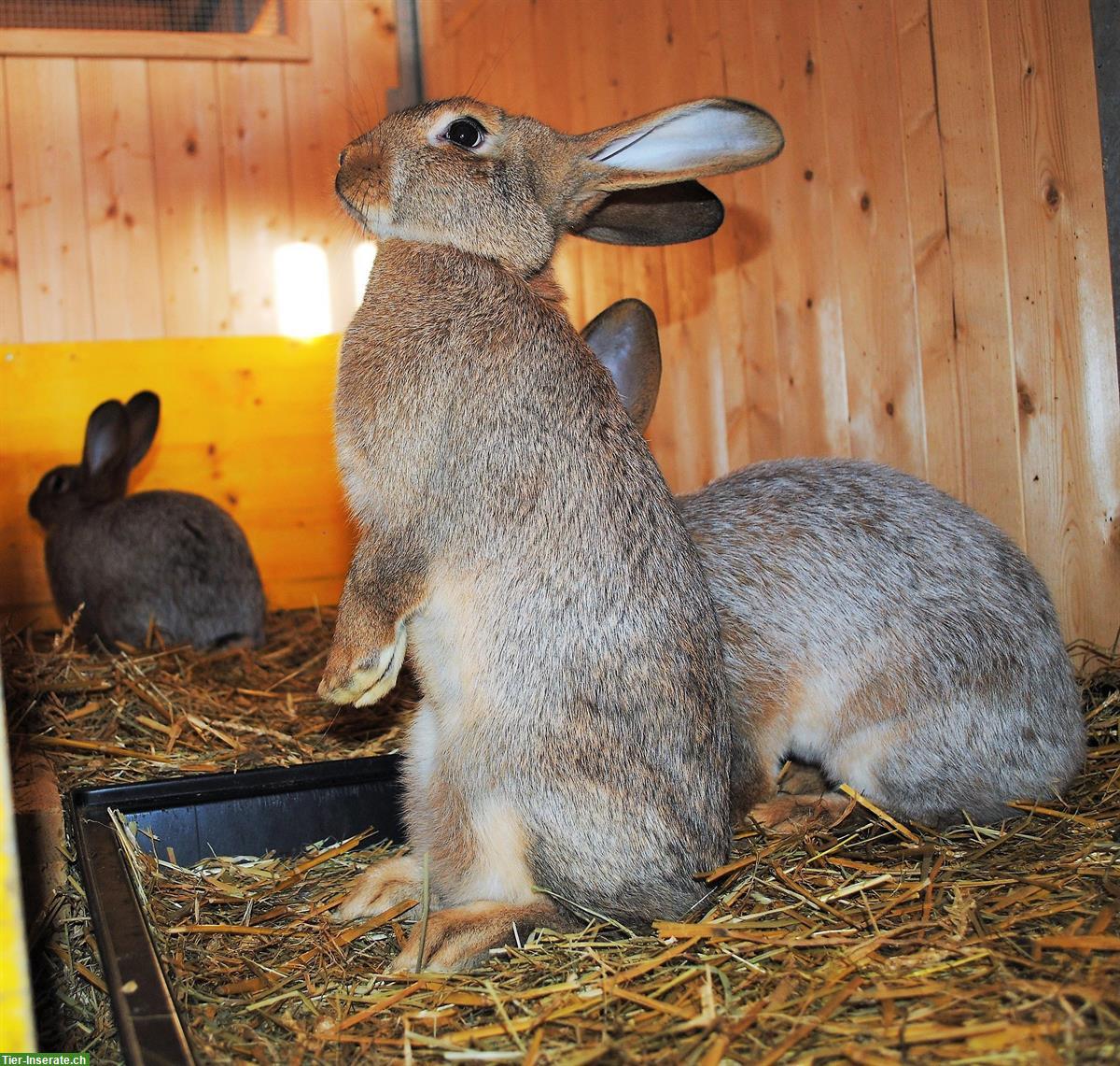 Bild 2: St.Hubertus Silberkaninchen zu verkaufen