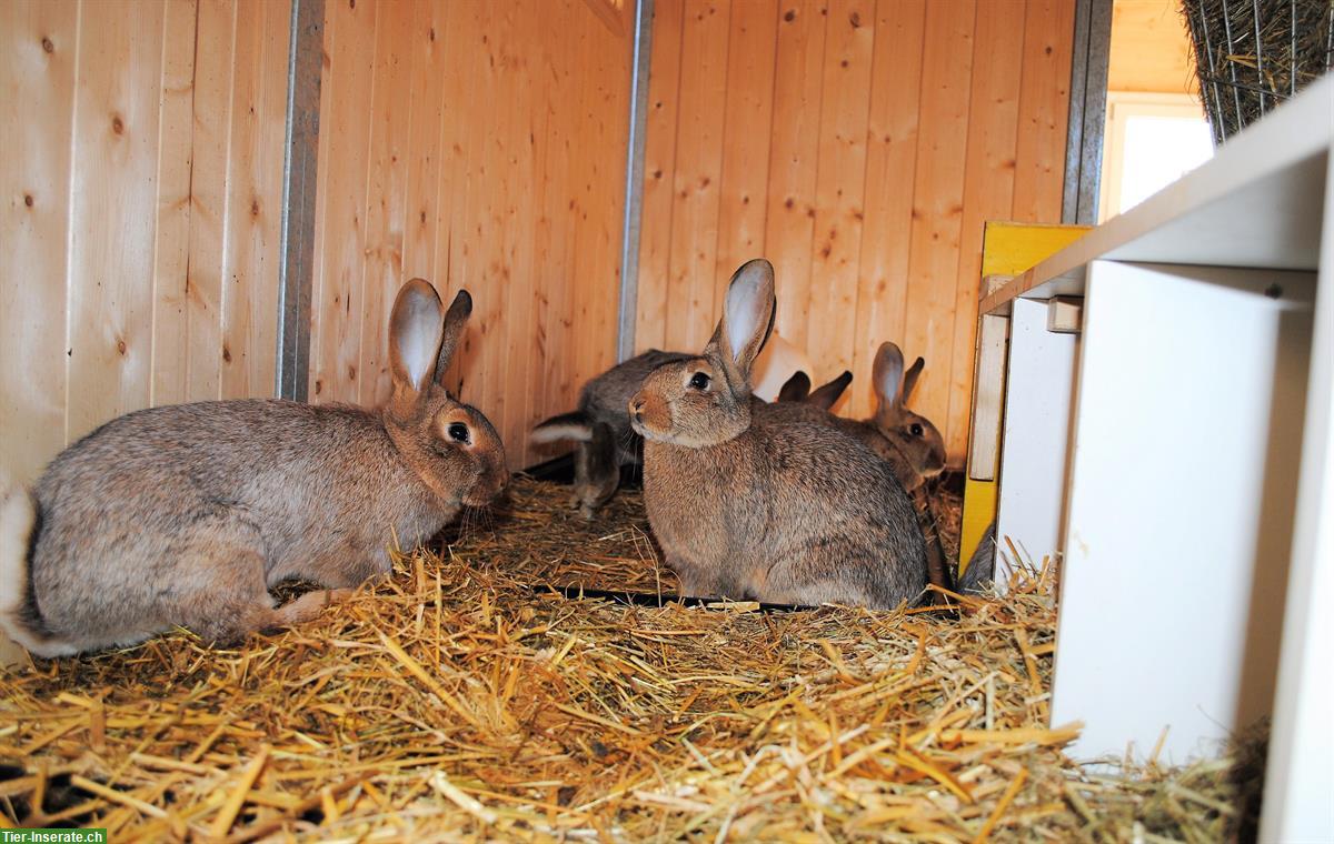 Bild 3: St.Hubertus Silberkaninchen zu verkaufen