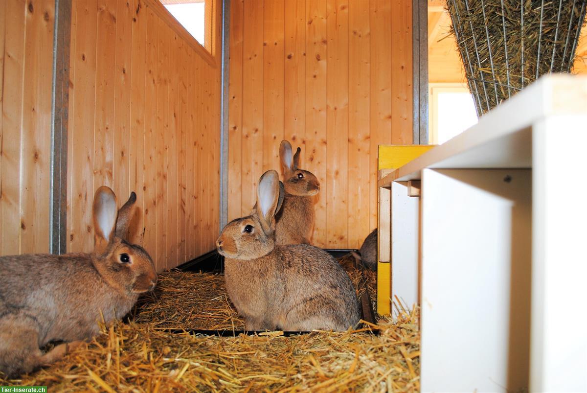 Bild 4: St.Hubertus Silberkaninchen zu verkaufen