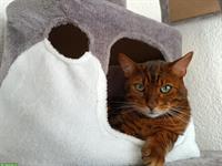 Lieber Bengal Kater Helyos sucht ein Zuhause