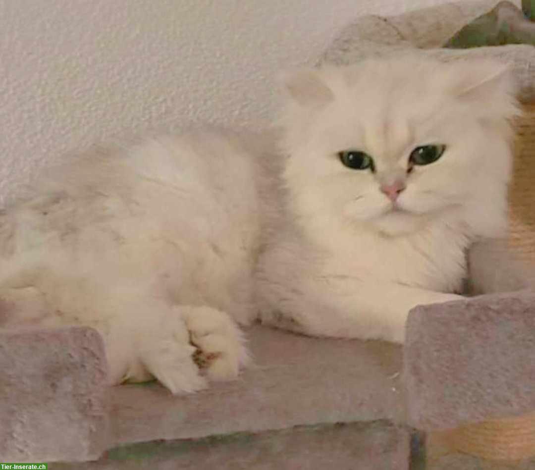 Bild 2: Britisch Langhaar Katzen Paar zu vermitteln