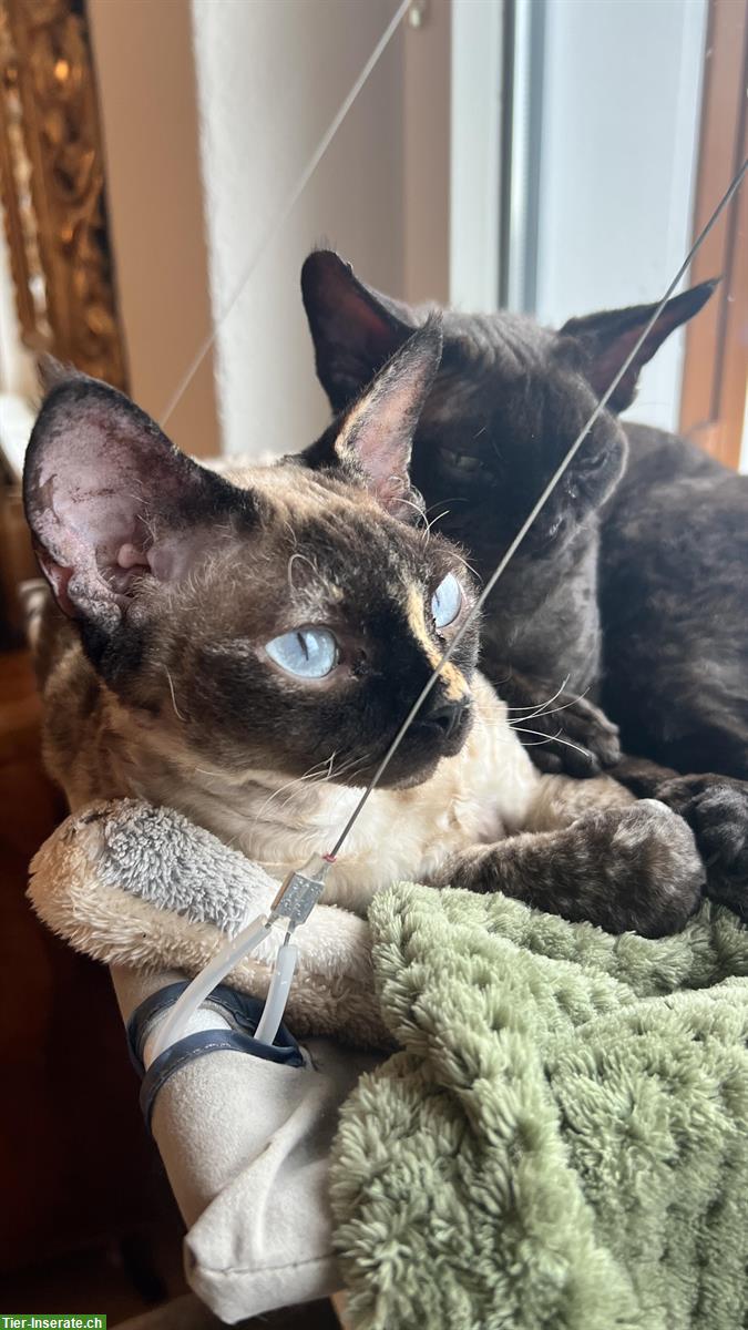 Bezauberndes Devon Rex Katzen Duo