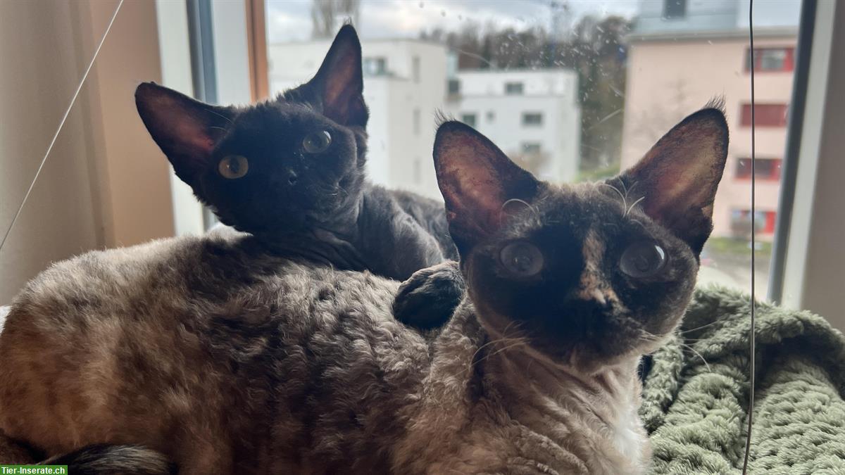 Bild 2: Bezauberndes Devon Rex Katzen Duo