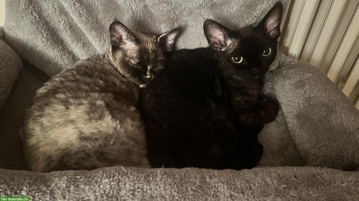 Bild 3: Bezauberndes Devon Rex Katzen Duo