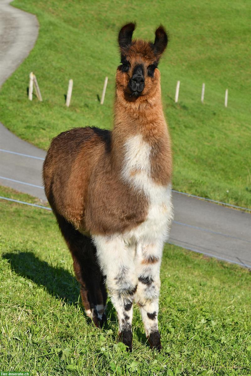 Bild 5: Lamas für Trekking, Zucht oder Hobbyhaltung