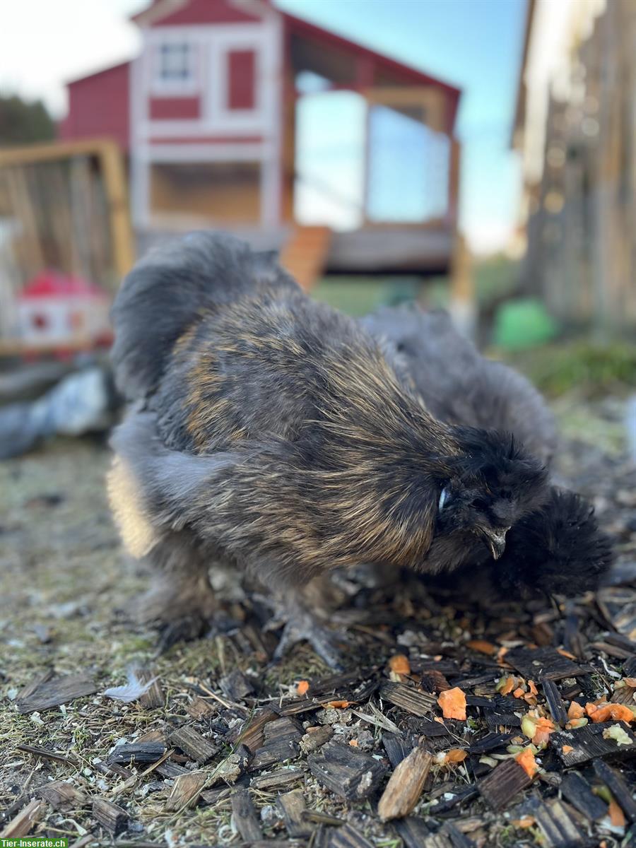 Bild 4: Dringend: Seidenhahn sucht ein Plätzchen