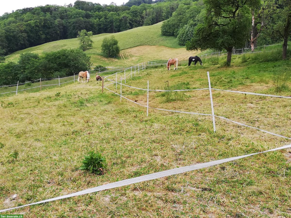 Bild 3: Vermieten Pferdebox in Kienberg SO