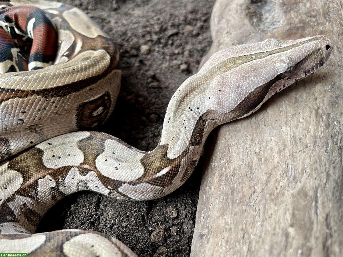 0.1 Boa constrictor Surinam Pokigron