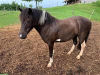 Shetland-Tigerschecke Pony Stute zu verkaufen