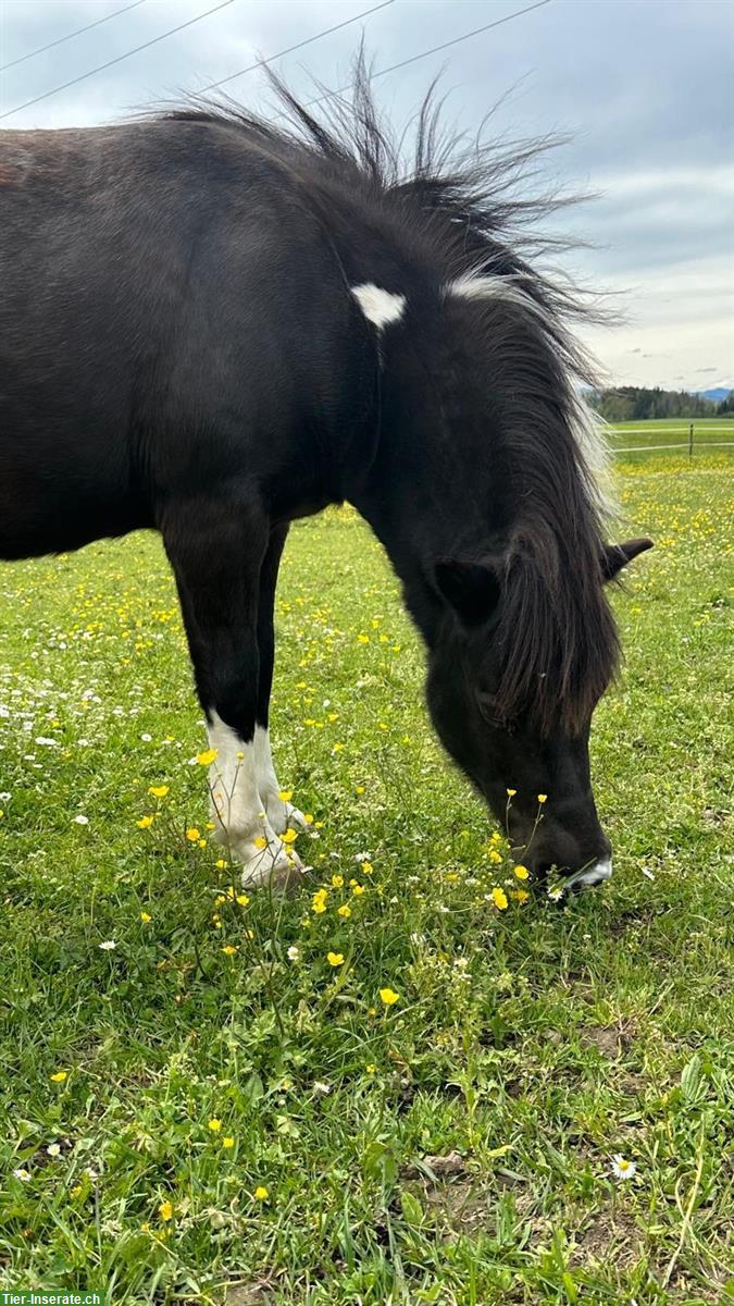 Bild 3: Shetland-Tigerschecke Pony Stute zu verkaufen