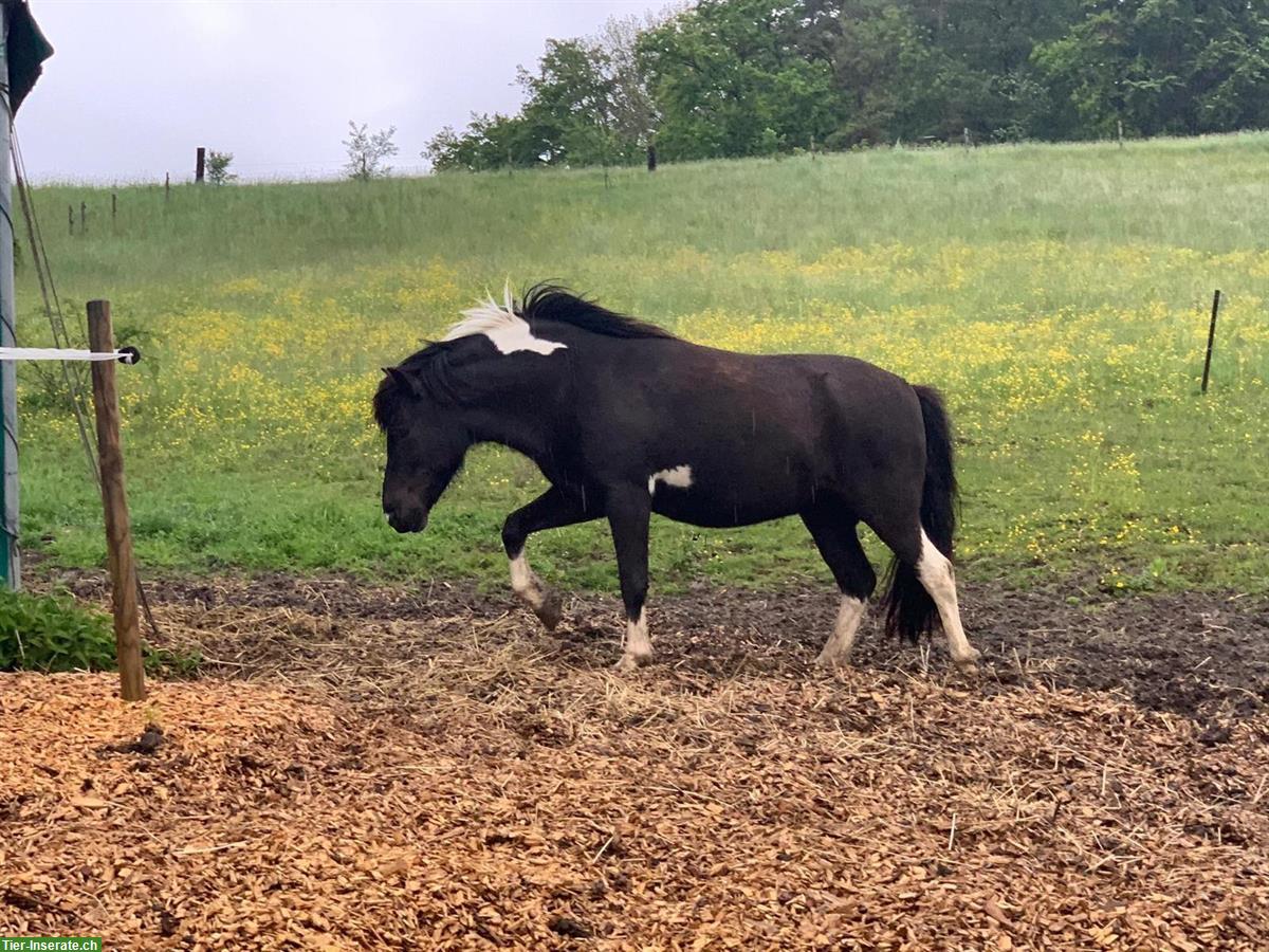 Bild 4: Shetland-Tigerschecke Pony Stute zu verkaufen