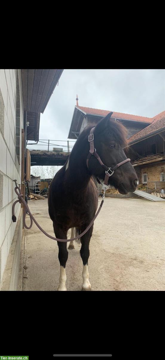 Bild 5: Shetland-Tigerschecke Pony Stute zu verkaufen