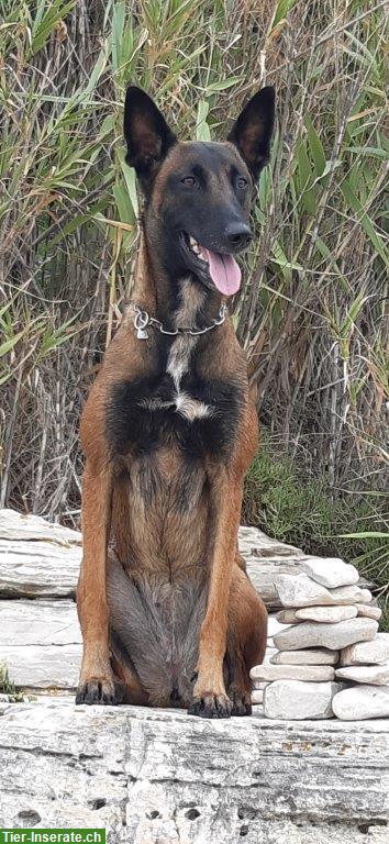 Malinois Hündin, 2-jährig mit FCI Papiere