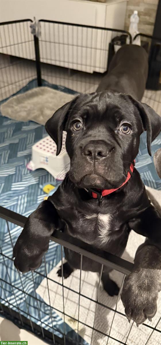 Bild 6: Reinrassige Cane Corso Welpe, Rüde