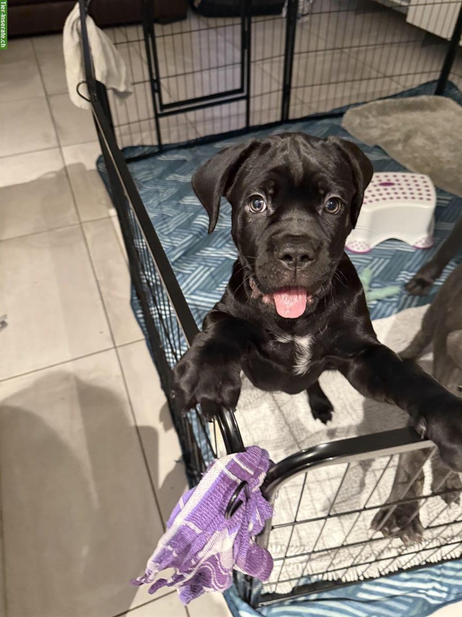 Bild 7: Reinrassige Cane Corso Welpe, Rüde