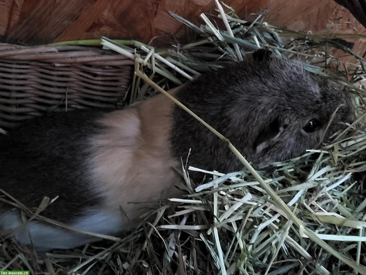 Bild 5: 2 Meerschweinchen männlich GRATIS abzugeben