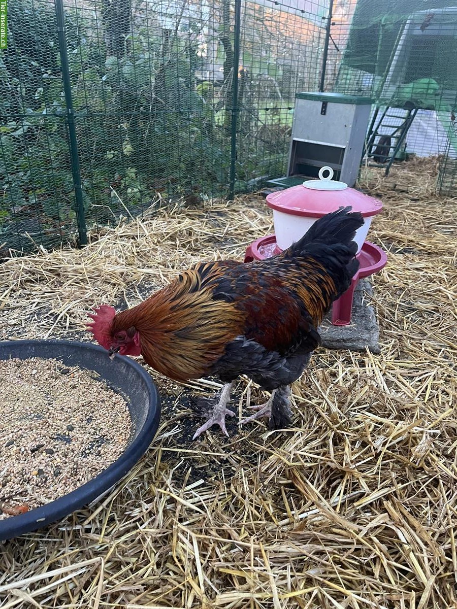 Bild 2: Marans Hahn aus Naturbrut sucht Zuhause