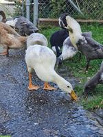 Laufenten Pärchen suchen neues Schnecken-Paradies