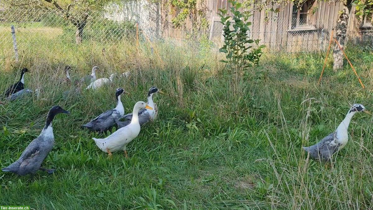 Bild 2: Laufenten Pärchen suchen neues Schnecken-Paradies