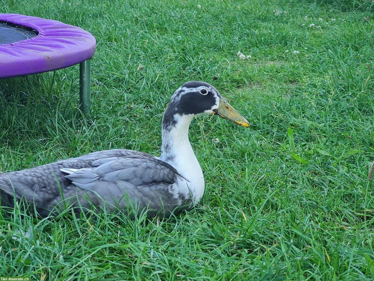 Bild 3: Laufenten Pärchen suchen neues Schnecken-Paradies