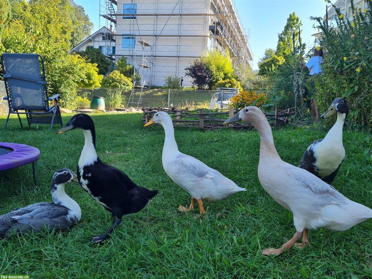 Bild 4: Laufenten Pärchen suchen neues Schnecken-Paradies