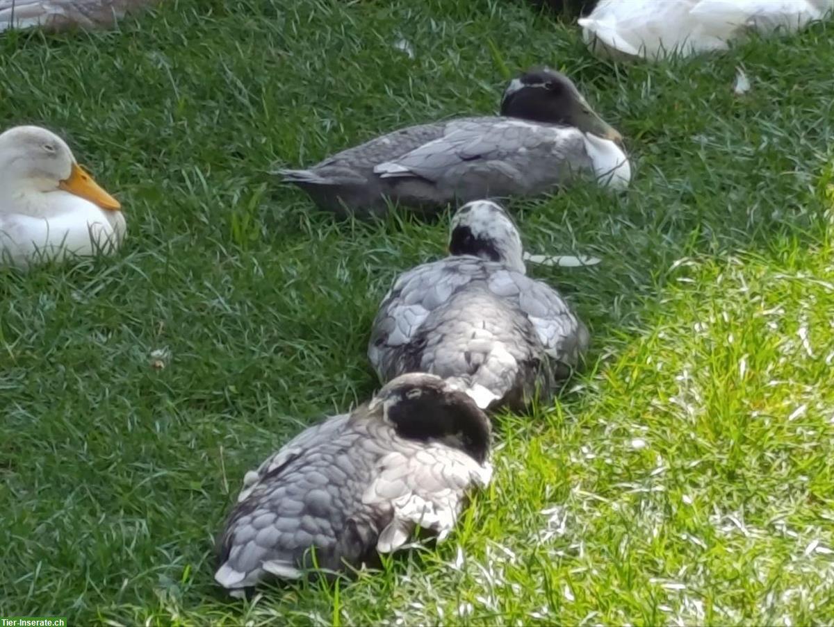 Bild 5: Laufenten Pärchen suchen neues Schnecken-Paradies