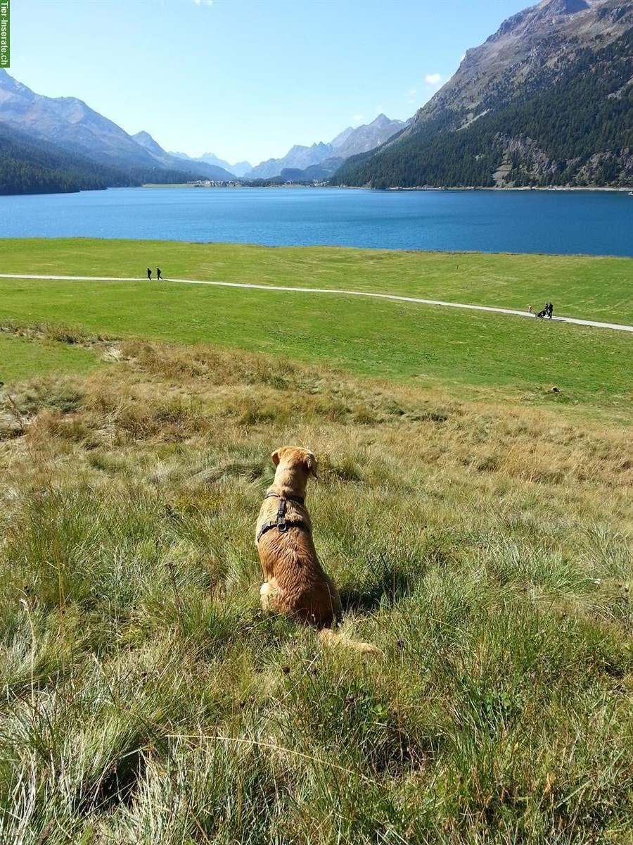 Bild 2: Liebevolle Hundebetreuung | Halbtages-/Tages- oder Ferienbetreuung