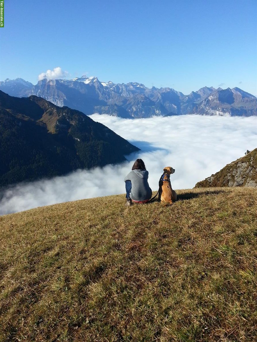 Bild 3: Liebevolle Hundebetreuung | Halbtages-/Tages- oder Ferienbetreuung