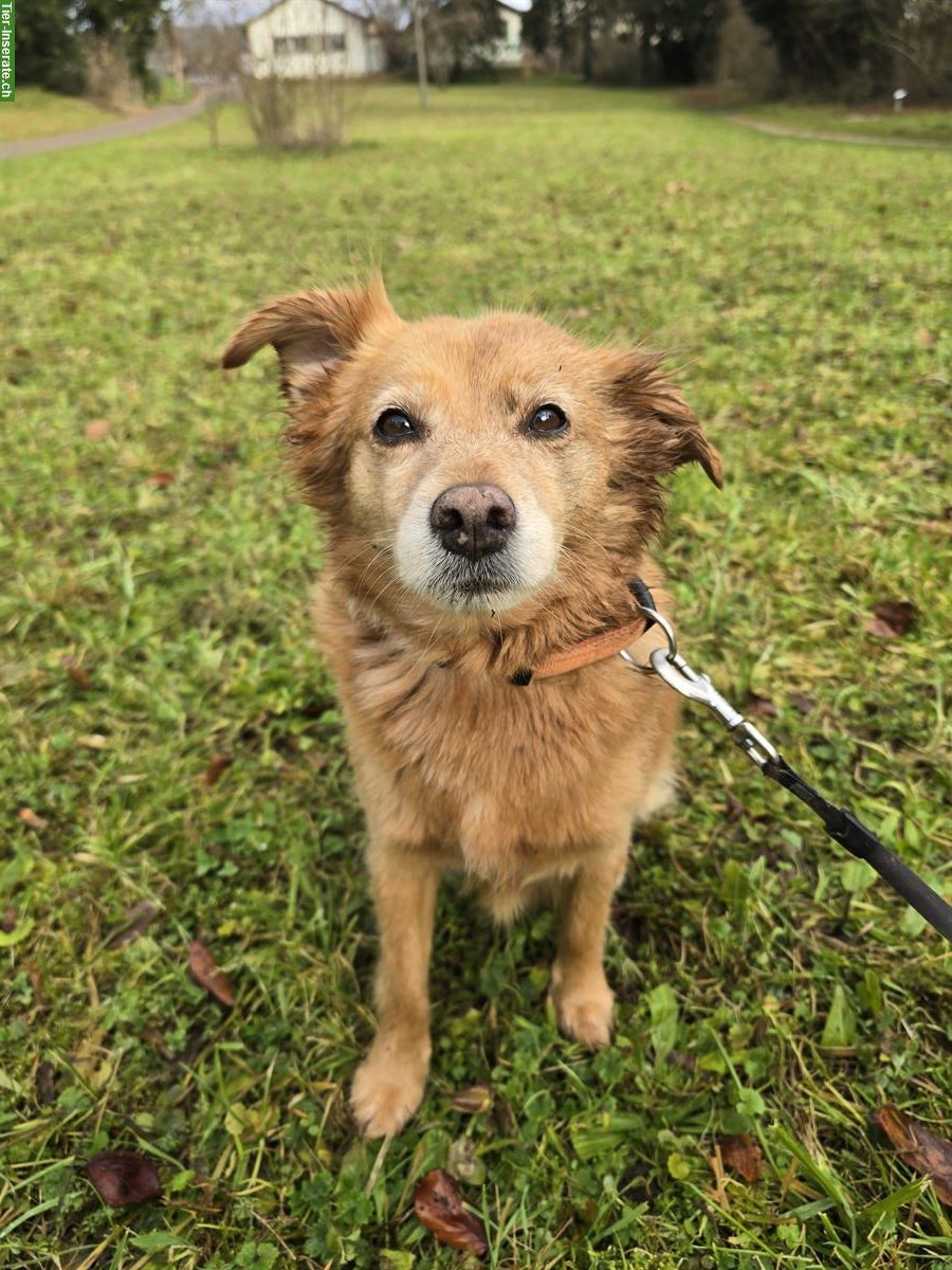 Aktive Pinscher-Mischlingshündin sucht liebes Zuhause