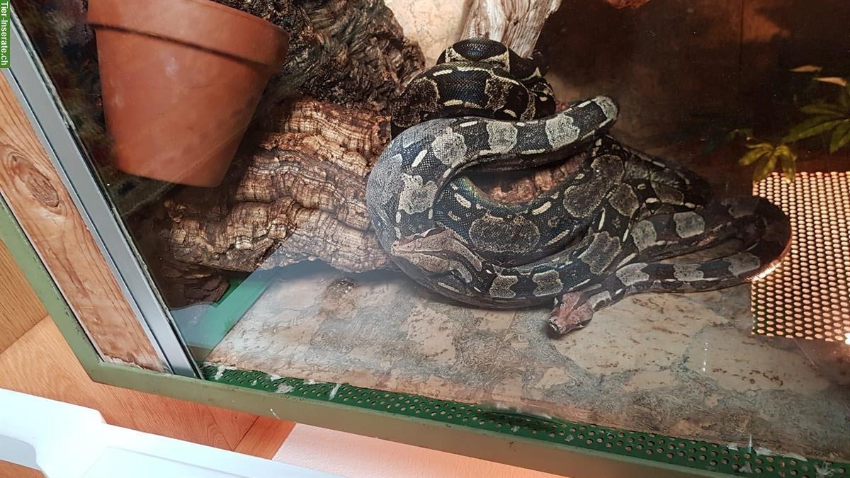 Bild 2: 2 Boa Schlangen mit Terrarium abzugeben