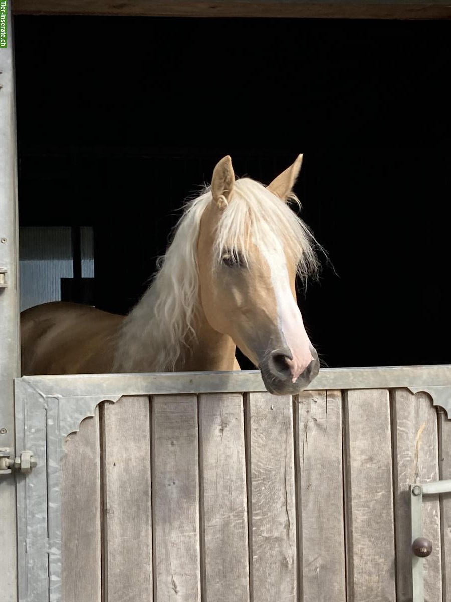 6-jährige sportliche Deutsche Reitpony Stute zu verkaufen