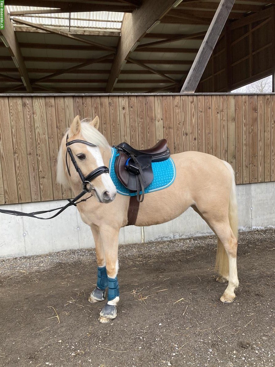 Bild 2: 6-jährige sportliche Deutsche Reitpony Stute zu verkaufen