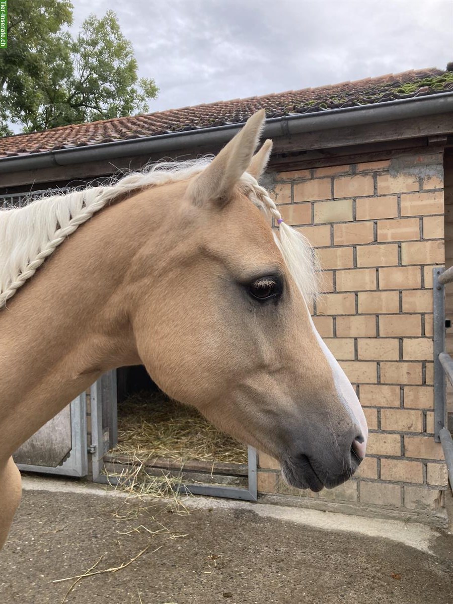 Bild 3: 6-jährige sportliche Deutsche Reitpony Stute zu verkaufen