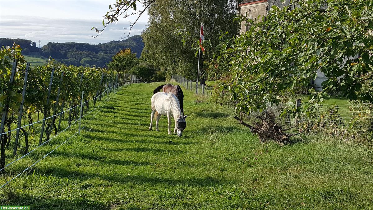 Bild 2: Vermieten Einzelpferdebox in Teufen ZH ab Januar 2025