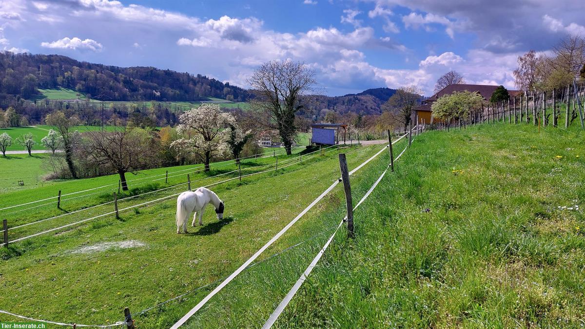 Bild 3: Vermieten Einzelpferdebox in Teufen ZH ab Januar 2025