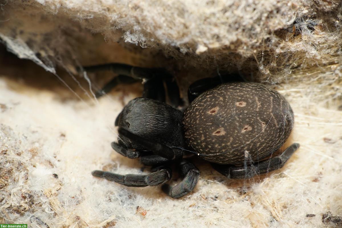 Bild 3: Springspinnen, Asseln, Hyllus zu verkaufen