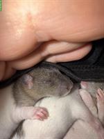 Handzahme Babyratten abzugeben