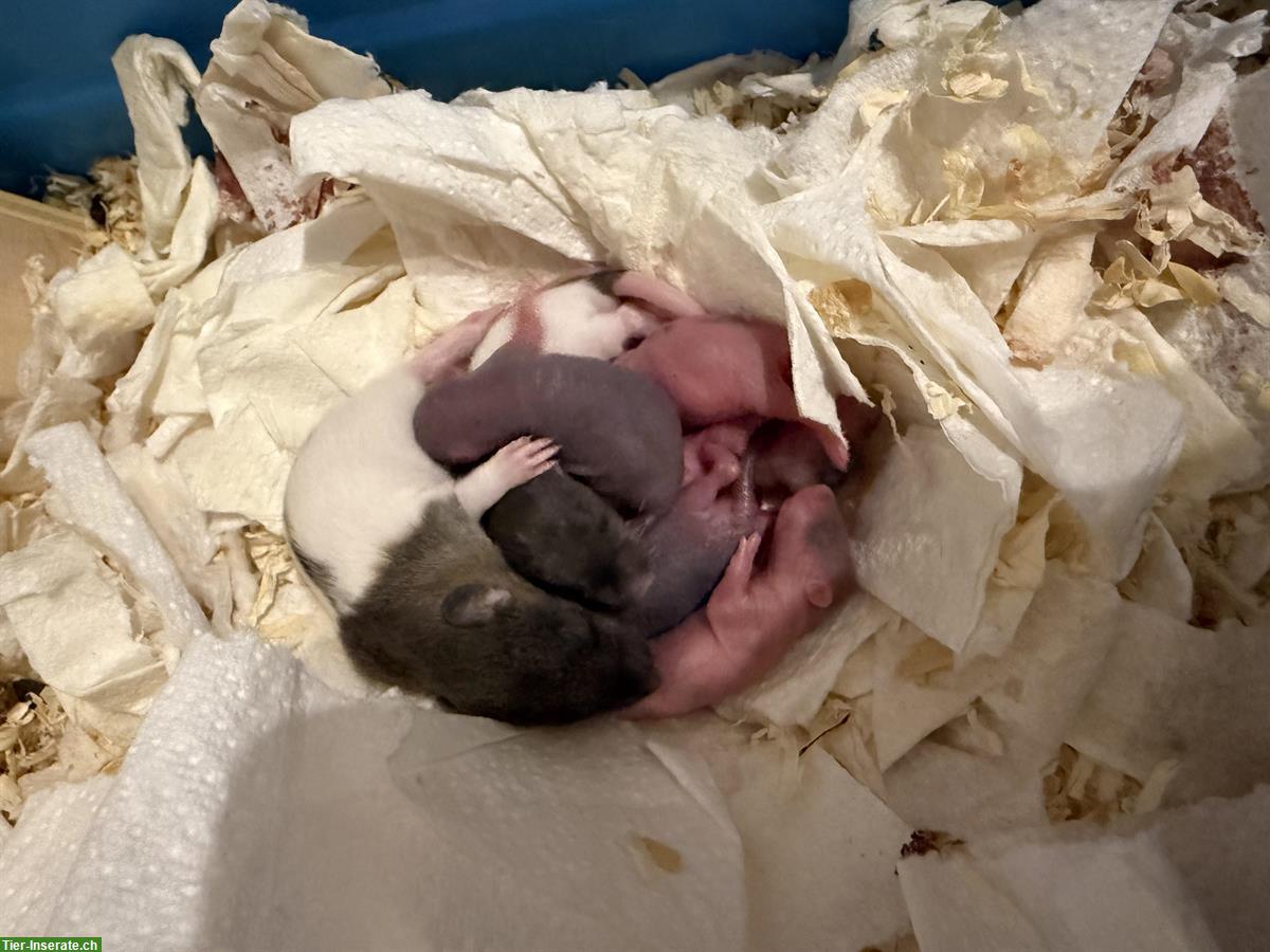 Bild 2: Handzahme Babyratten abzugeben